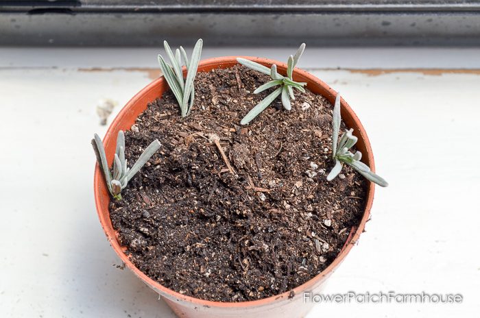 Propagating Lavender from Cuttings, so easy and fun. You can create an entire lavender hedge with just one plant! I will show you how!