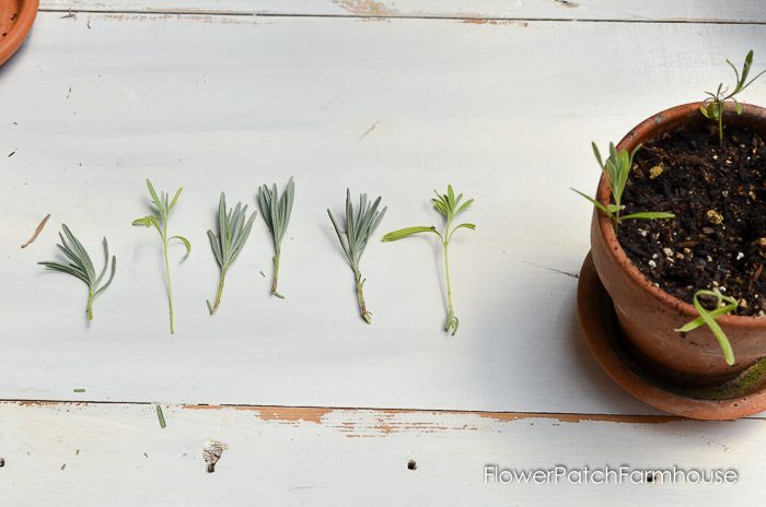 Propagating Lavender from Cuttings, so easy and fun. You can create an entire lavender hedge with just one plant! I will show you how!