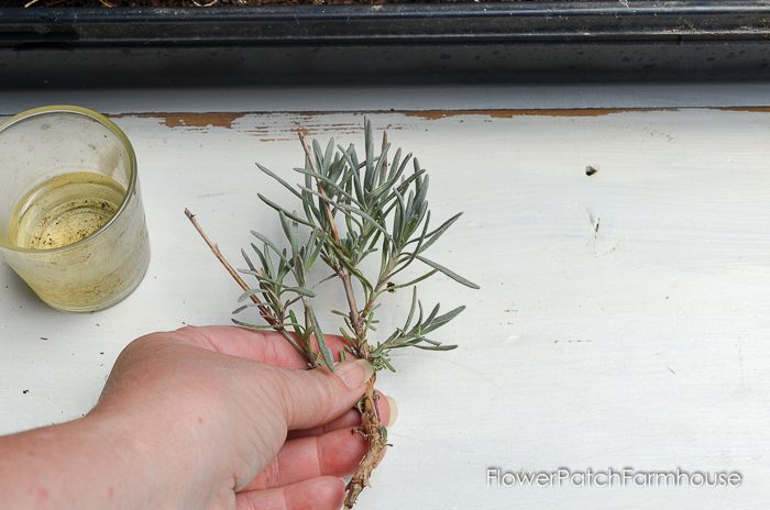 Propagating Lavender from Cuttings, so easy and fun. You can create an entire lavender hedge with just one plant! I will show you how!