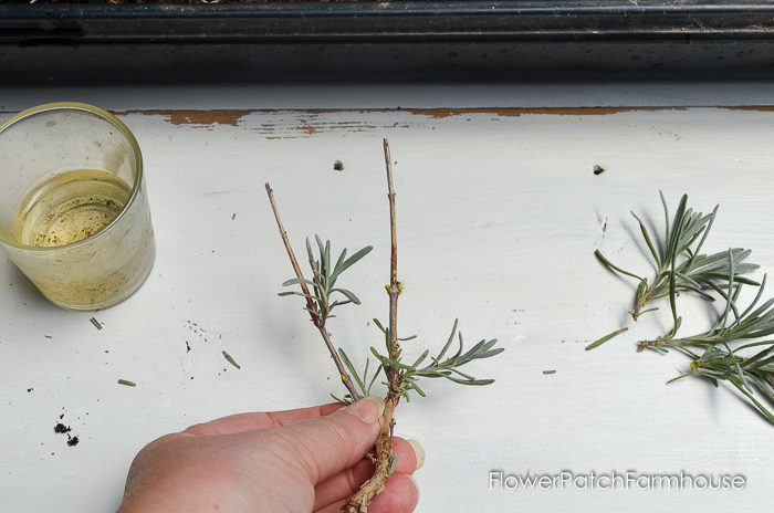 Propagating Lavender from Cuttings, so easy and fun. You can create an entire lavender hedge with just one plant! I will show you how!
