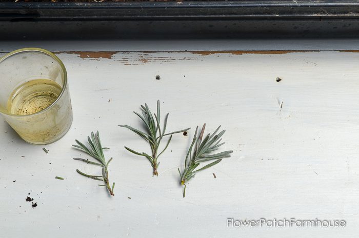 Propagating Lavender from Cuttings, so easy and fun. You can create an entire lavender hedge with just one plant! I will show you how!