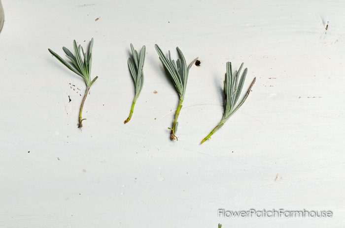 Propagating Lavender from Cuttings, so easy and fun. You can create an entire lavender hedge with just one plant! I will show you how!