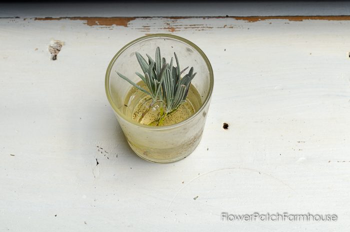 Propagating Lavender from Cuttings, so easy and fun. You can create an entire lavender hedge with just one plant! I will show you how!