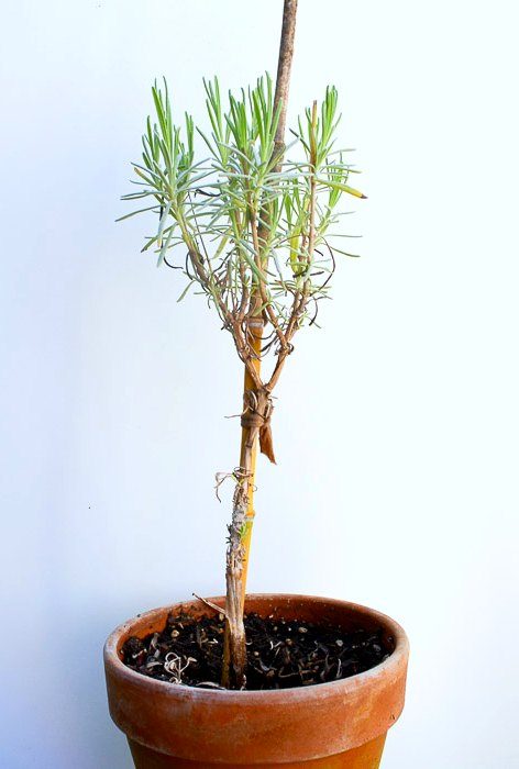 Propagating Lavender from Cuttings, so easy and fun. You can create an entire lavender hedge with just one plant! I will show you how!