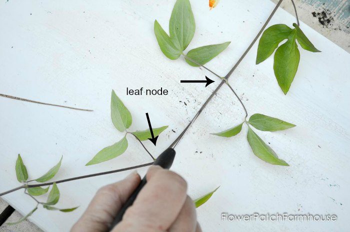 Propagating Clematis by Layering, easy enough for beginner gardeners and faster than cuttings. Get more of what you love for free!