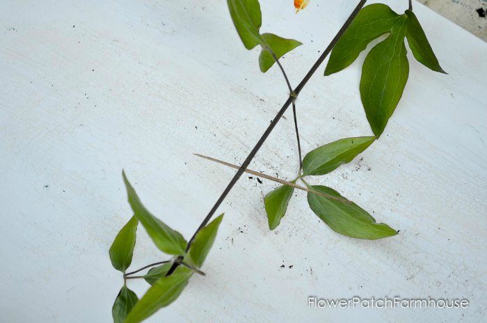 Propagating Clematis by Layering, easy enough for beginner gardeners and faster than cuttings. Get more of what you love for free!