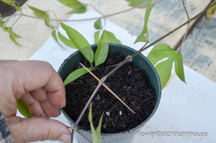 Propagating Clematis by Layering, easy enough for beginner gardeners and faster than cuttings. Get more of what you love for free!