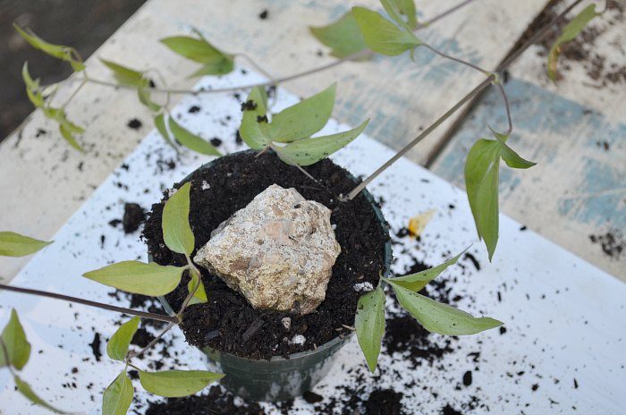 Propagating Clematis by Layering, easy enough for beginner gardeners and faster than cuttings. Get more of what you love for free!