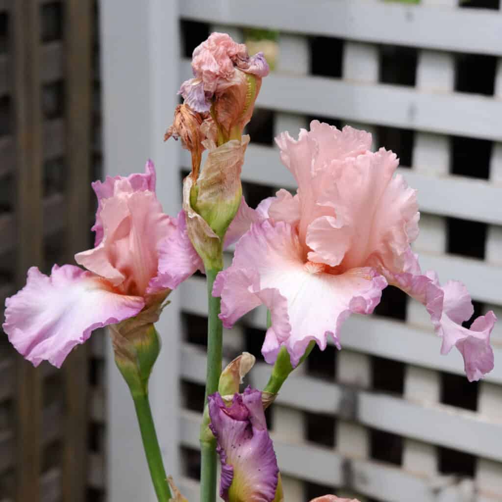 Pink Iris in garden