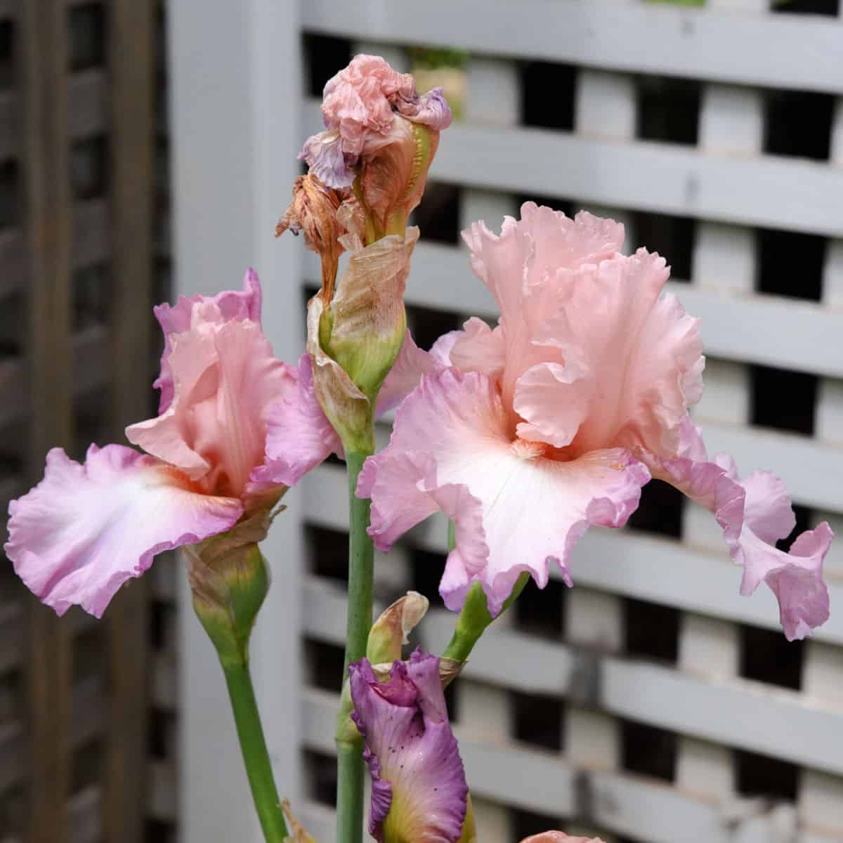 How to Plant, Grow and Propagate Bearded Iris