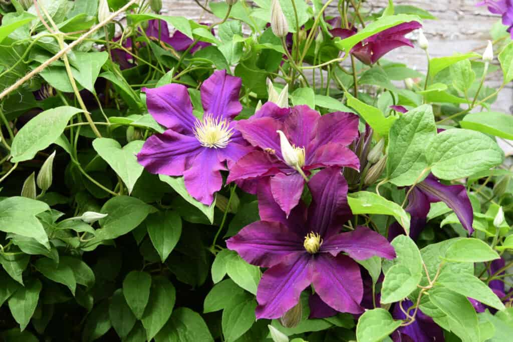 Warsaw nike clematis, propagate clematis by layering