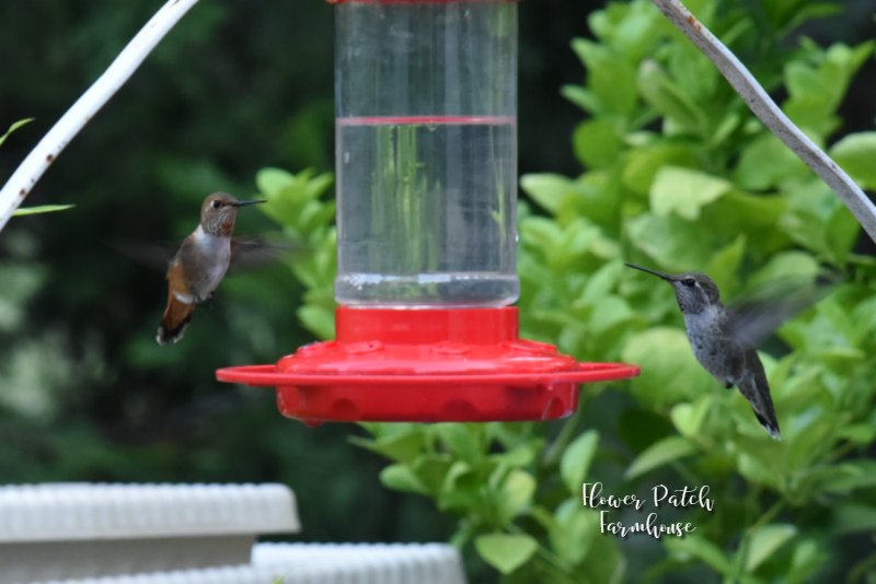Allens hummingbirds at feeder