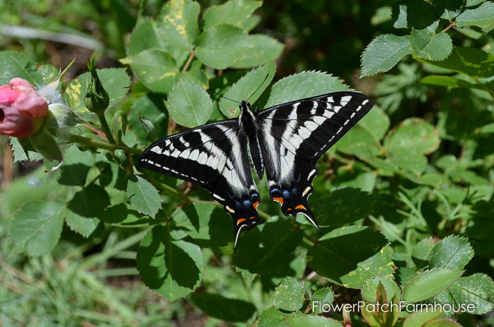 Attract garden pollinators to your garden, it is easier than you think and beautiful too!