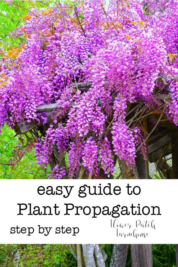 wisteria blooming with text overlay, easy guide to plant propagation, Flower Patch Farmhouse