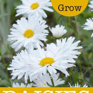 How to Grow Daisies, an easy perennial suited to just about any garden but in a cottage garden it is an essential.