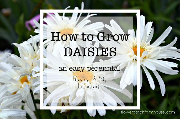 how to grow daisies