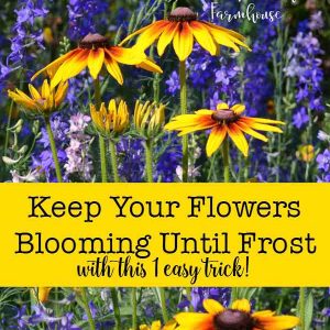 Keep your summer flowers blooming all season long well into Fall!