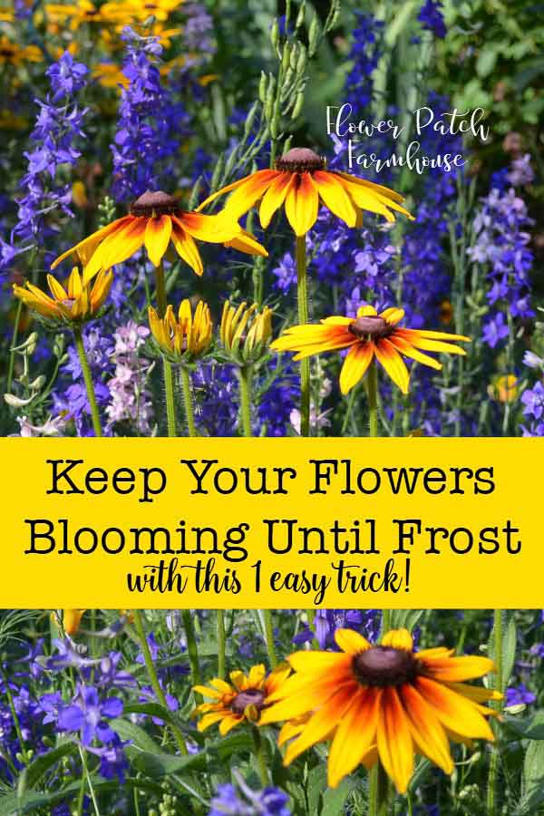 Rudbeckia and Larkspur in bloom with text overlay, Keep your summer flowers blooming all season long well into Fall! Flower Patch Farmhouse dot com