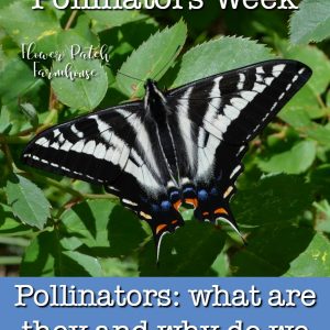 Swallowtail butterfly on rose with text overlays, National Pollinators week, Pollinators, what are they and why do we need them, Flower Patch Farmhouse