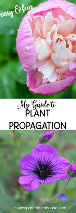 My guide to plant propagation, a collection of posts dedicated to propagating my favorite plants. Easy and fun