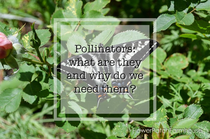 Garden for Pollinators!