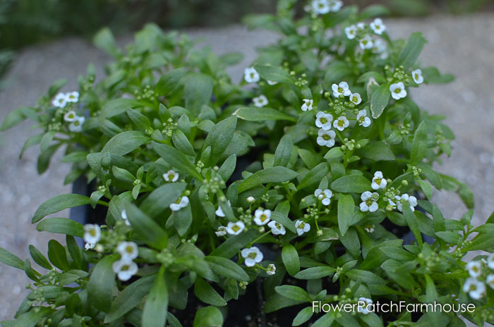 gorgeous groundcovers alyssum for a moon garden