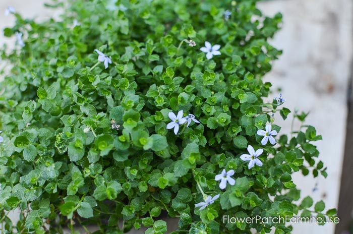 gorgeous groundcovers blue star creeper