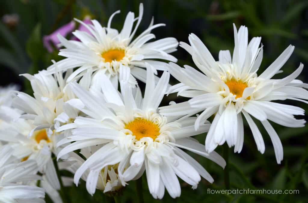 shasta daisy, crazy daisy variety, how to grow daisies