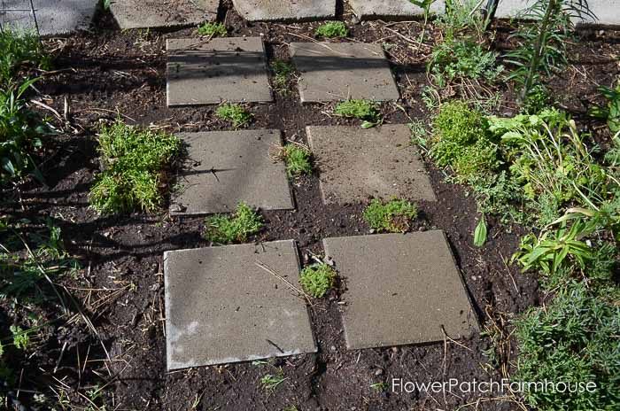 Gorgeous groundcovers, creeping chamomile or Roman chamomile