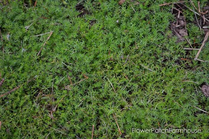 Gorgeous easy ground covers, creeping chamomile or Roman chamomile