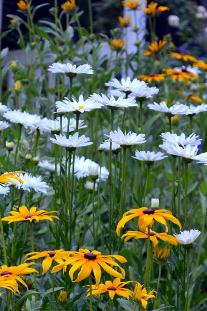 Daisies and rudbeckia flowers, flower patch farmhouse