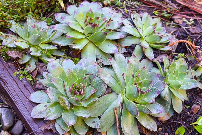 hens and chicks as an easy ground cover