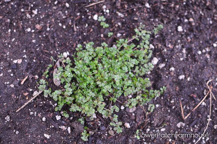 Gorgeous groundcovers, Baby tears