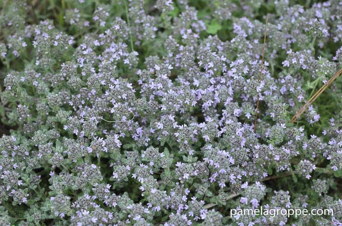 Gorgeous Groundcovers, Wooly Thyme