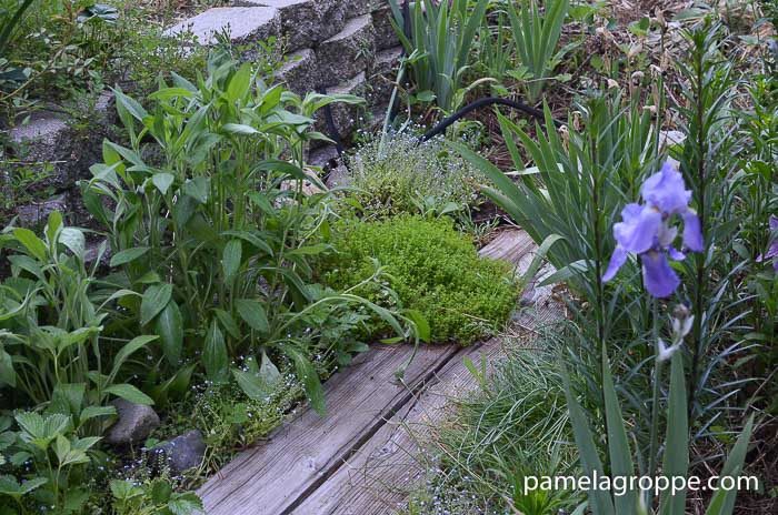 Gorgeous groundcovers, Lime Thyme