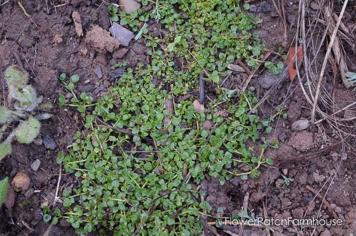 gorgeous groundcovers, corsican mint