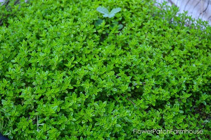 Lime Thyme a ground cover plant with a citrus scent