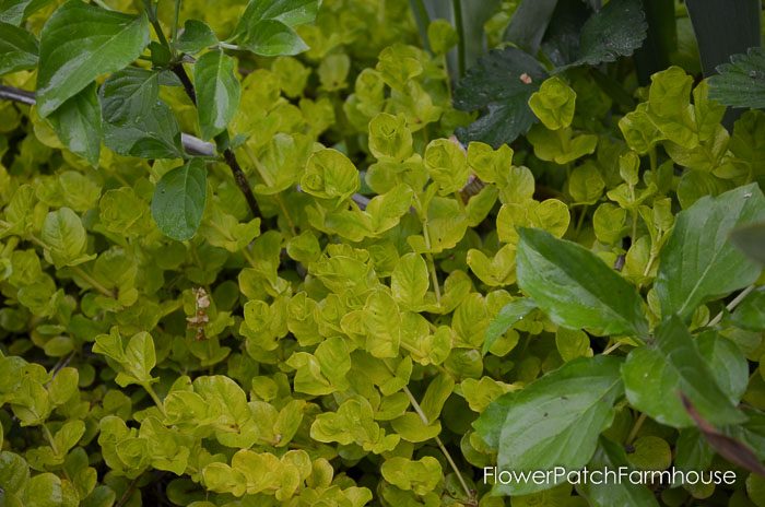 Gorgeous Groundcovers, Creeping Jenny