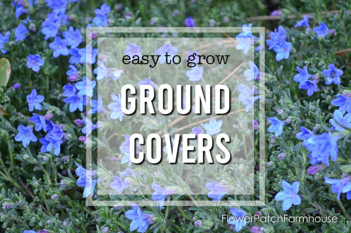 easy Ground Cover Plants You Can Grow