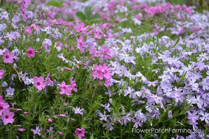 Gorgeous groundcovers, Creeping Phlox