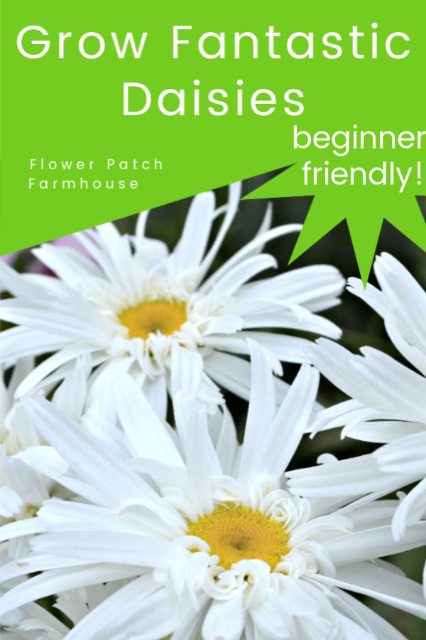 Daisies with text overlay, Grow Fantastic Daisies, beginner friendly, Flower Patch Farmhouse