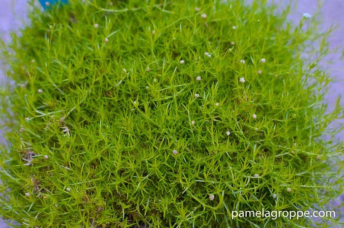 Gorgeous Groundcovers, Scotch Moss