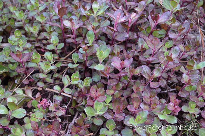 Gorgeous groundcovers, Dragons Blood Sedum