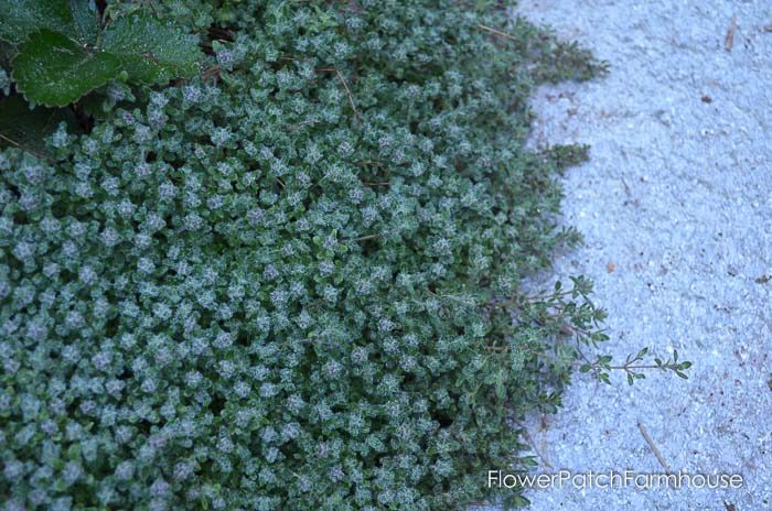 Gorgeous Groundcovers, Wooly Thyme