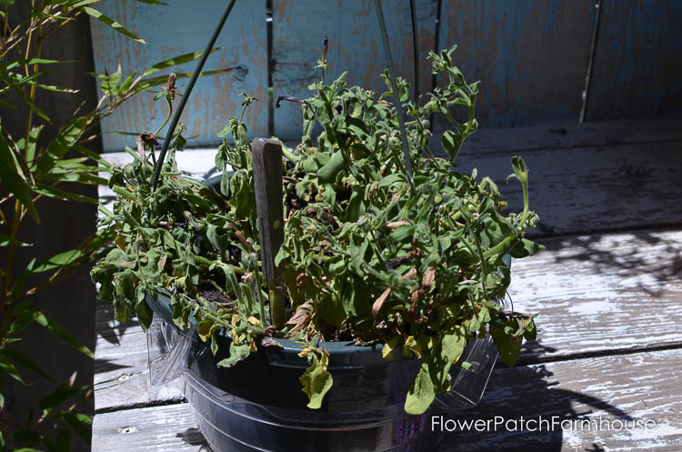 Reviving your potted petunias and other annuals that may look like they are ready to give up the ghost. Refurbishing potted annuals is not hard but the rewards are more luscious blooms for the rest of the summer through Fall.