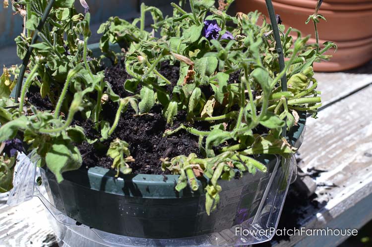 Reviving your potted petunias and other annuals that may look like they are ready to give up the ghost. Refurbishing potted annuals is not hard but the rewards are more luscious blooms for the rest of the summer through Fall.