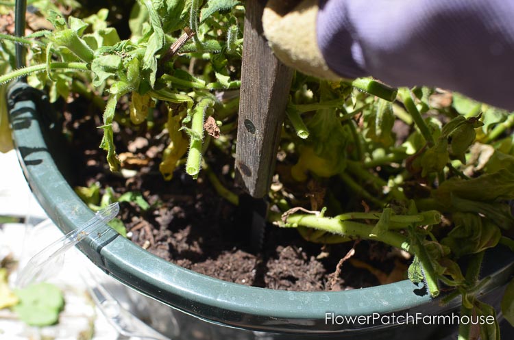 Reviving your potted petunias and other annuals that may look like they are ready to give up the ghost. Refurbishing potted annuals is not hard but the rewards are more luscious blooms for the rest of the summer through Fall.