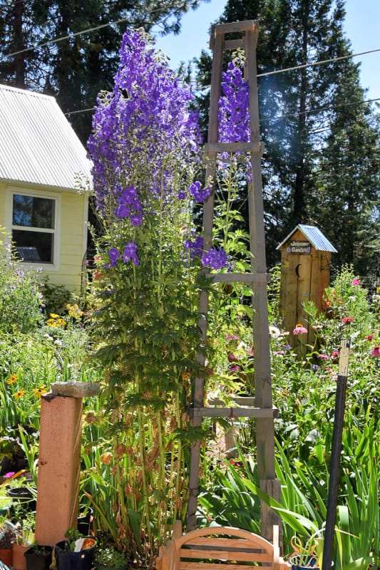 Pagan Purple Delphiniums supported by obelisk, Flower Patch Farmhouse dot com