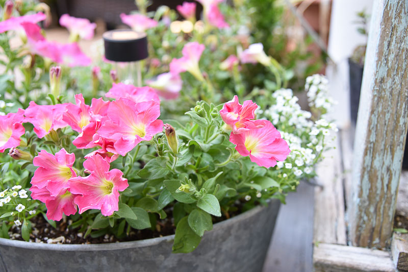 Pink petunias growing in a galvanized tub with white alyssum, petunias from seed