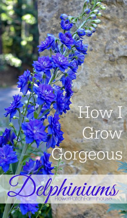 How I Grow Delphiniums, english delphiniums stand tall and stately in the cottage garden. They add height to the garden and come back every year. They will reseed themselves for years of delight or you can collect the seed and start them indoors.